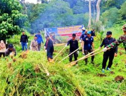 Dua Hektar Ladang Ganja Dibakar TNI, Polri dan BNN