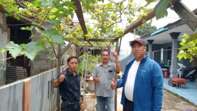 Kelompok Tani Ciketing Jaya Menanam Pohon Anggur Disepanjang Jalan, Ini Baru Cinta Lingkungan