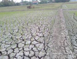 Fenomena Iklim El Nino, Aliran Air tidak Optimal Persawahan Di Kabupaten Bekasi Kekeringan