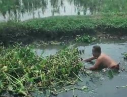 Antisipasi Banjir, Perangkat Desa Srimukti Bersihkan Eceng Gondok